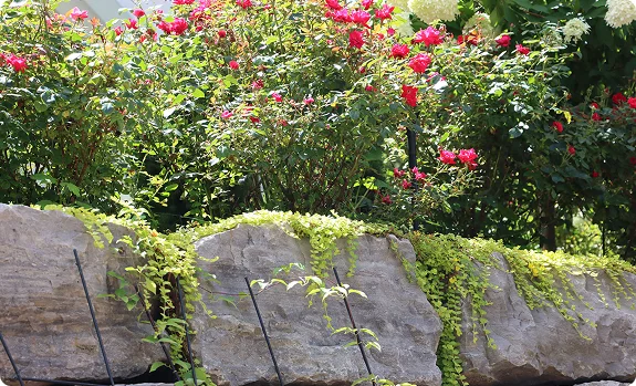 Pittsford, NY Landscape Installation