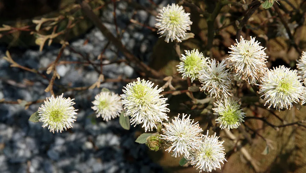 Fall color. Fothergilla Mount Airy Shrub