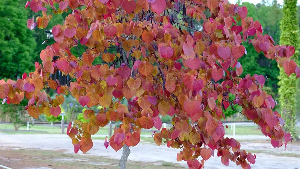Redbud Flamethrower Tree
