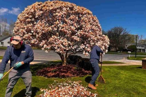 fall lawn care close-up of lawn aeration machine creating soil plugs