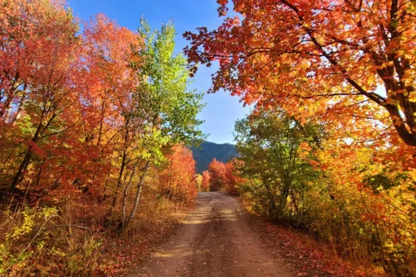 Fall colors. Autumn Blaze Maple Tree