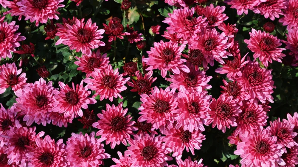 Fall colors. Pink chrysanthemum flowers