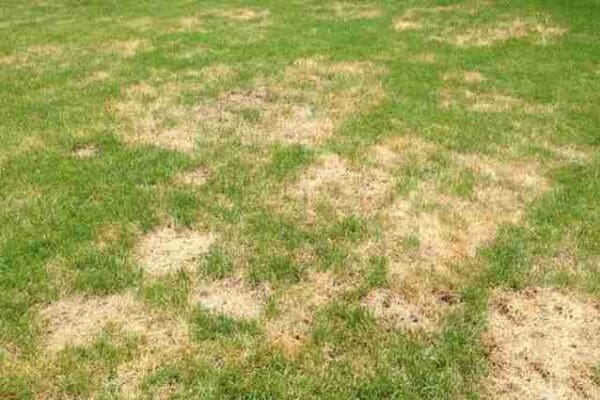 A lawn with green grass patches and large brown, dry areas, indicating heat stress from summer temperatures.
