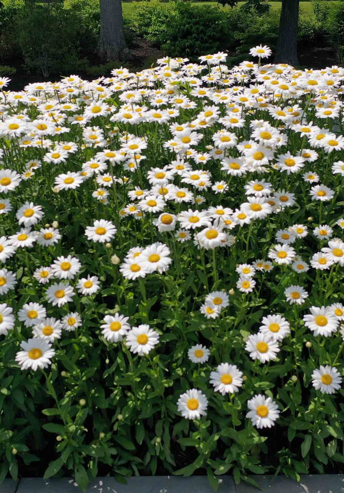 Pittsford, NY Landscaping Services